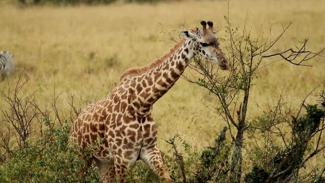 Rothschild's giraffes at Lake Nakuru National Park in Kenya