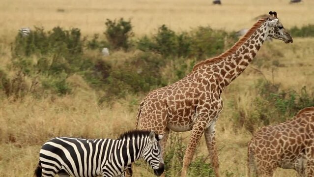 Rothschild's giraffes at Lake Nakuru National Park in Kenya