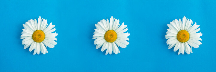 Fototapeta na wymiar Summer collage. White chamomile on the blue background. Copy space. Top view. Closeup.