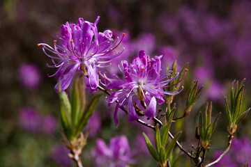 Colorful Rhododendron blooming flowers. Fresh pink, violet flowers of a very popular spring  national flower of Nepal, the state flower of Washington and West Virginia. Brightly colored flowers 