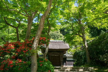 鎌倉 夏の明月院の美しい新緑と和風の建物