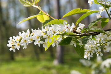 Prunus padus, known as bird cherry, hackberry, hagberry, or Mayday tree, is a flowering plant in the rose family. It is a species of cherry blooming early spring. Fragrant spring flowers 