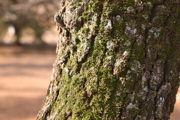 Obraz premium bark of a tree with green mold on an autumn day 
