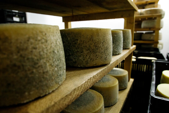 hard cheese heads ripening on shelf in production in the chamber
