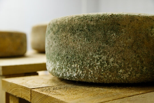 hard cheese heads ripening on shelf in production in the chamber