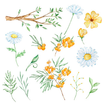 Watercolor honey set, leaves, twigs, daisies, sea buckthorn and flowers