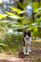 black and white wildcat, male, walking through the forest on a sunny day in the undergrowth.