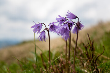 Alpine snowbell or blue moonwort in the wild growing in the Alps. Closeup of soldanella alpina flowers, blurry mountain background with grass. Violet flowers of blue moonwort plant in cloudy weather