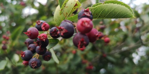 berries on a tree
