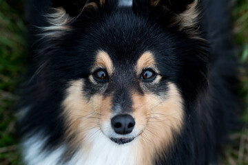 Cute, smiling fluffy black white tricolor shetland sheepdog, little sheltie close up portrait....