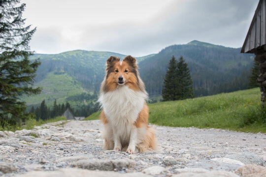 Cute, fur sable white shetland sheepdog, small collie  outdoor portrait with traditional mountain flower on summer time. Sheltie, lassie dog with background of forest and beautiful mountains, hills