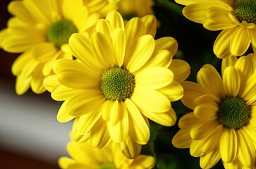 Fototapeta premium yellow chrysanthemum flowers closeup