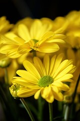 yellow flower closeup