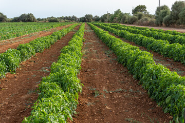 Fototapeta na wymiar Close-up of a bell pepper plantation, Capsicum annuum