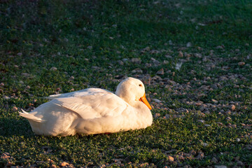 A white goose sitting on grass in park at sunrise.