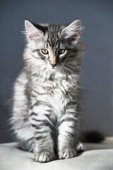 Norwegisches Waldkatzen Kätzchen sitzt in der Sonne