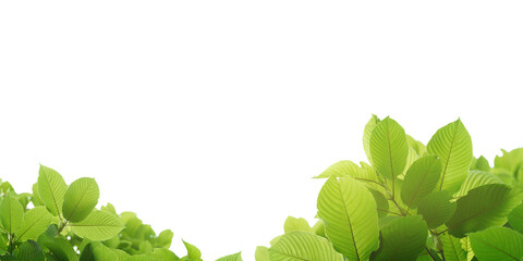 Kratom leaves , Kratom leaves are used as medicinal plants for medicinal purposes.