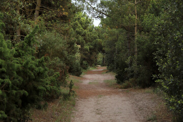 Fototapeta premium footpath in the woods