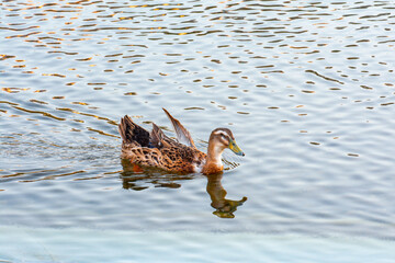 A brown goose swimming in a lake at sunrise with reflections on water.