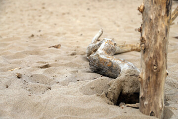 dead tree on the beach