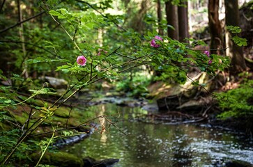 wild rose in the forest