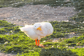 A white goose standing and lay her head on her back in park on grass at sunrise. Sun hitting from behind.