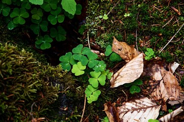 cloverleaf on a stone