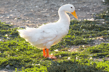 A white goose standing in park on grass at sunrise. Sun hitting from behind.