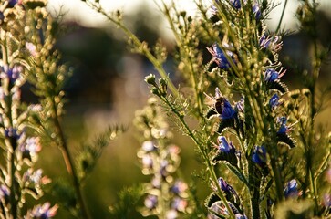 flowers in sunset