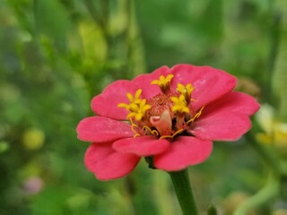 Fototapeta premium flower with yellow stamens