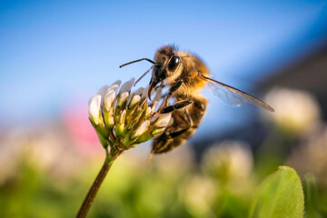 Closeup of honey bee at work on white clover flower collecting pollen, Bee background - obrazy, fototapety, plakaty