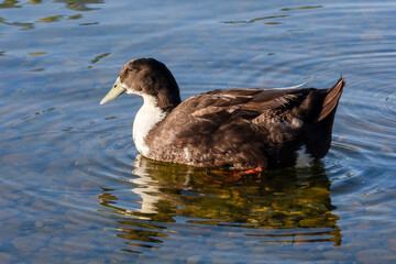 A brown goose swimming in a lake at sunrise with reflections on water.