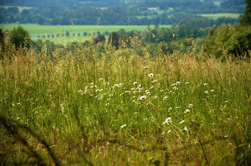 Obraz premium grass and flowers