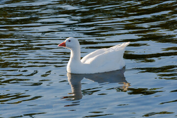 A white goose swimming in a lake at sunrise. with reflections on water.