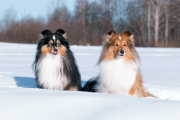 Black and white with sable tan shetland sheepdog winter portrait in the forest with background of white snow. Sweet cute and fluffy little lassie, collie, sheltie dog standing on fresh snow