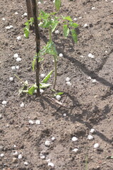 Hail falls on small plants in pots and in the ground during hot summer. Day.