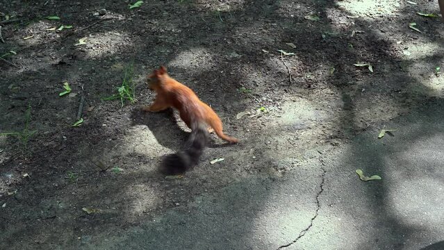 A little orange squirrel runs out of the shadows of the forest, takes a nut from a person's outstretched hand, holds man's fingers with its paws, adjusts the round tidbit in its teeth, and skips away.