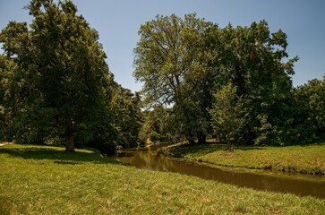 trees in the park