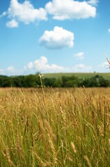 wheat field and sky