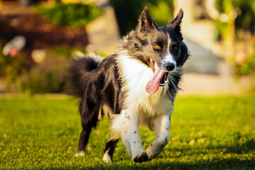 Purebred Young Border Collie dog running fast in backyard with tongue out
