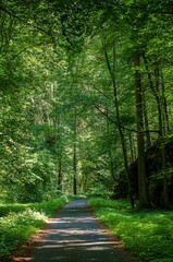 Fototapeta premium path in the forest