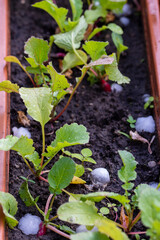 Hail falls on small plants in pots and in the ground during hot summer. Day.