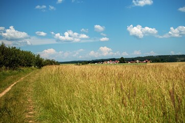 Fototapeta premium field of wheat and sky