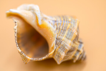 seashell