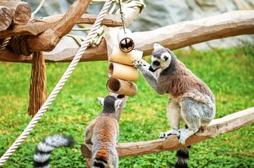 lemur on tree