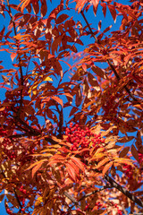 秋に紅葉したナナカマド（Sorbus commixta）の葉と赤い実／バラ科