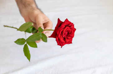 man,guy,hand giving red beautiful rose to his beloved,girlfriend.bed coverlet blanket...