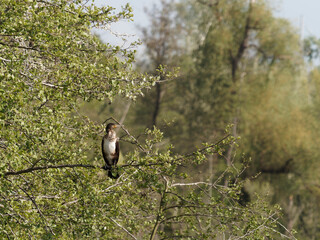 cormoran on top wooden pole in massaciuccoli lake