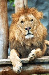 portrait of a lion