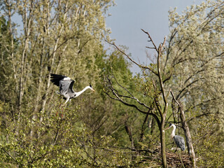 heron in oasi di porta lake in tuscany